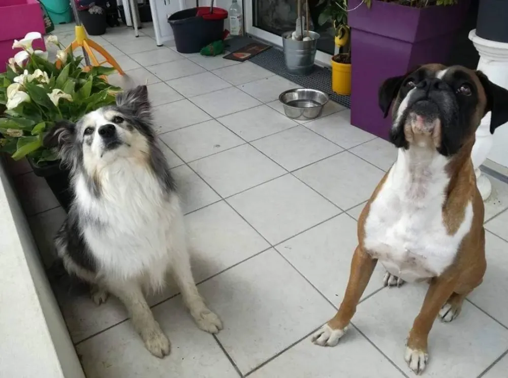 espace-detente-chien