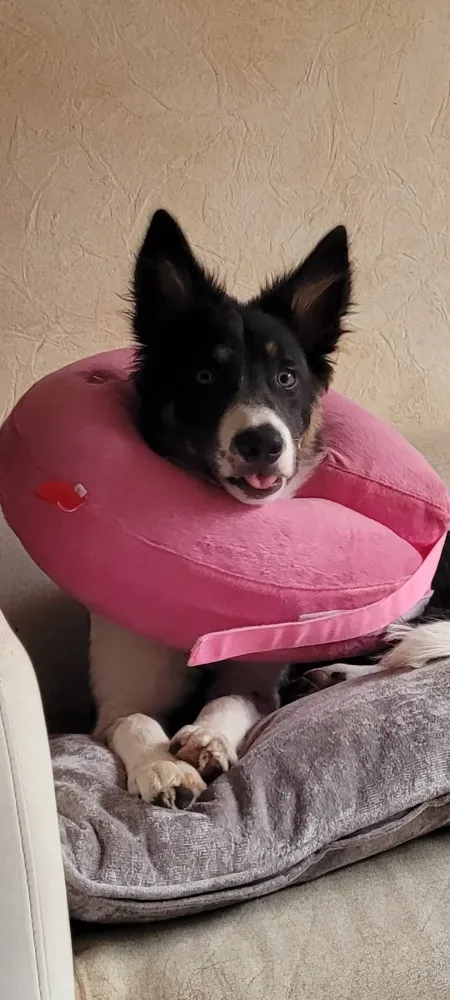 dolce-canine-education-canine