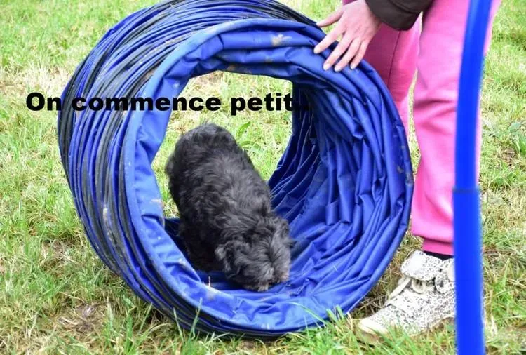 consultation-comportement-canin