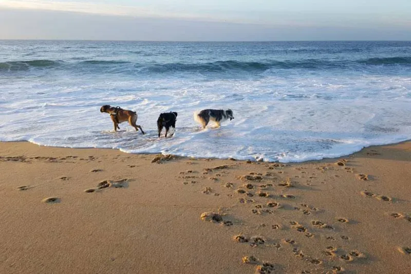 education-chien-pays-basque