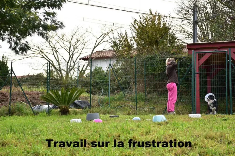 comportement-chien-bidart