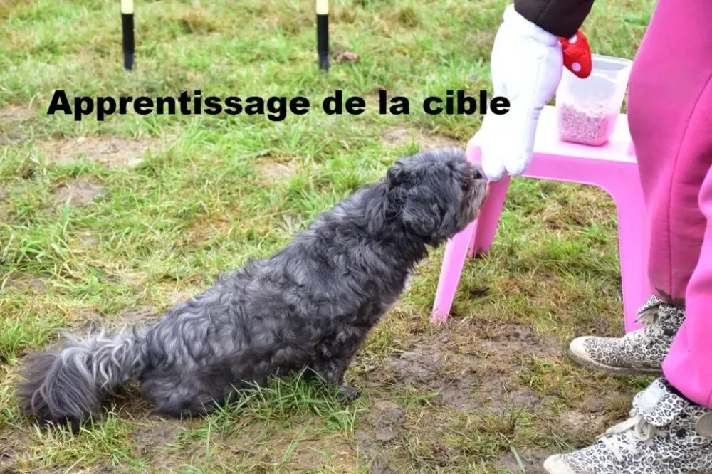 comportementaliste-canin-bidart