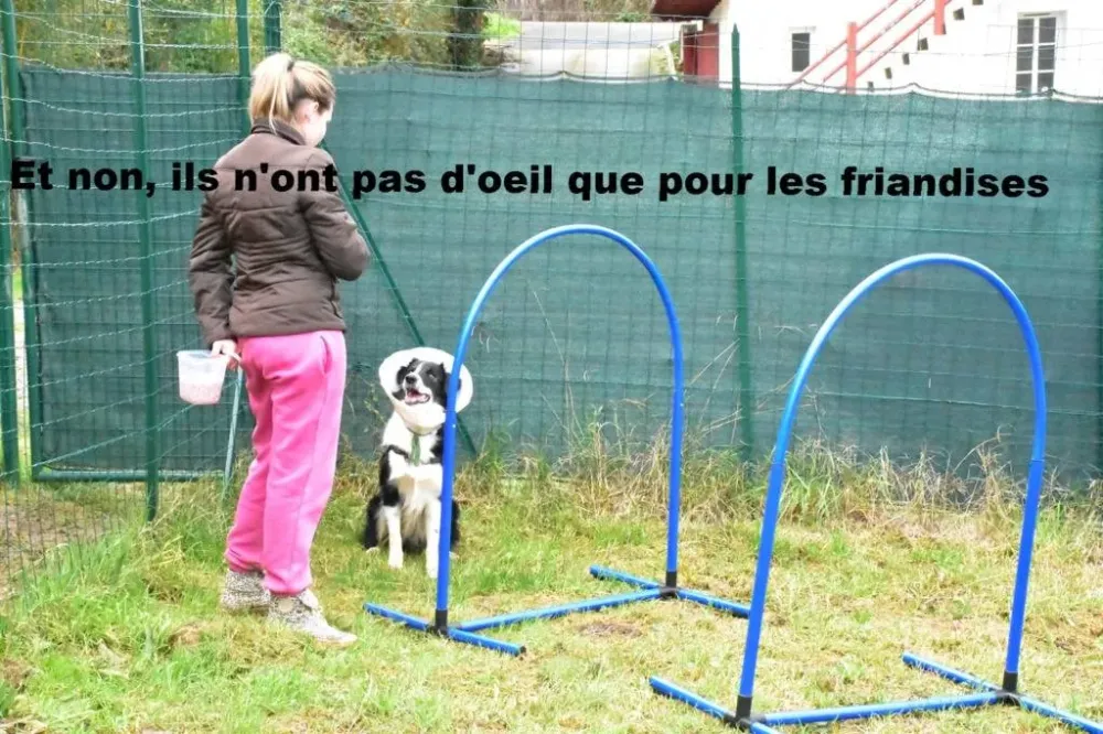 education-chien-domicile