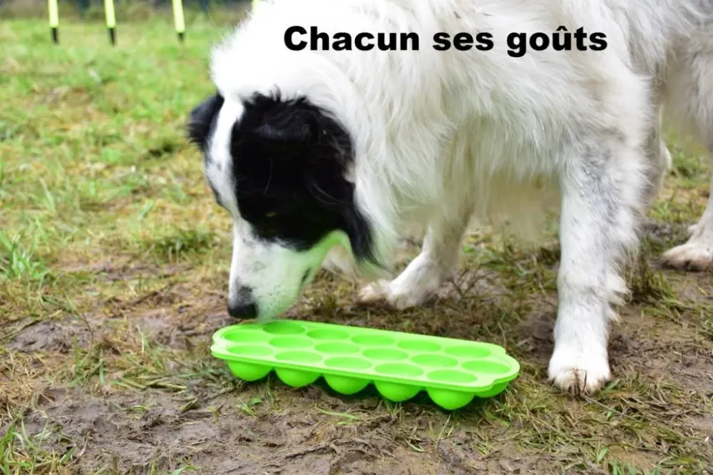 exercice-education-canine