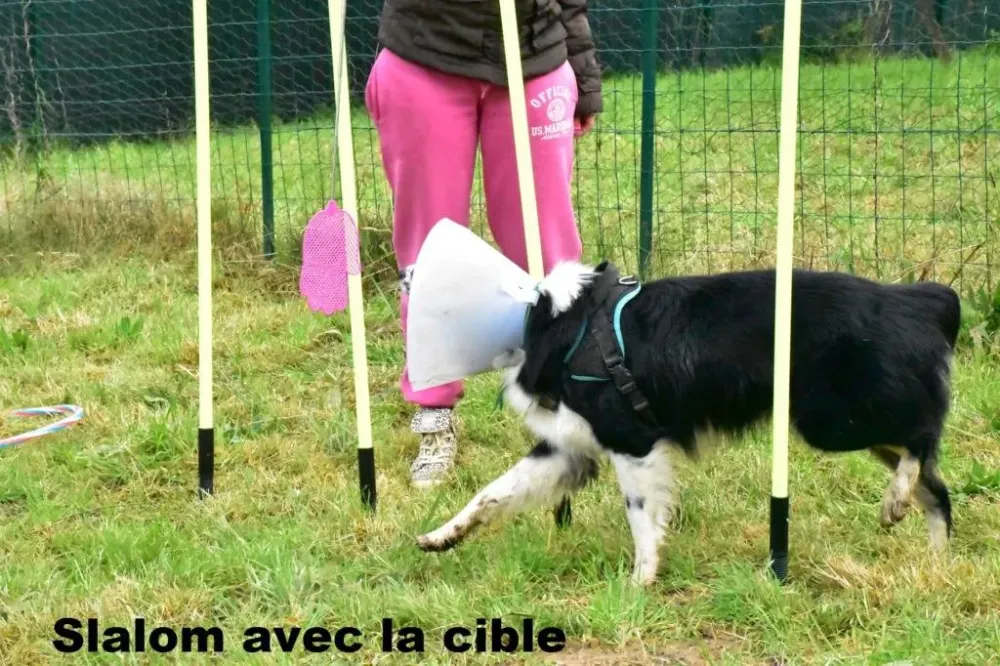 education-positive-chien